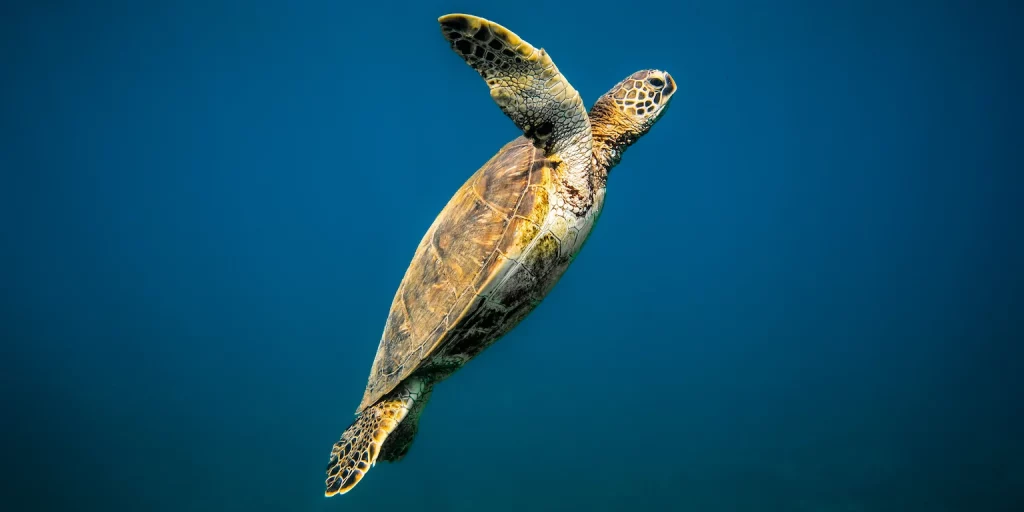 Sea Turtle in Maui