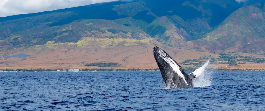 Whale breaching seen off the coast of Lahaina Maui