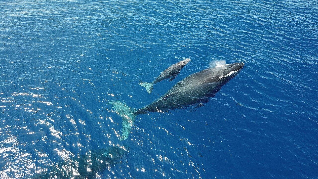 Aerial view of a humpback whale and calf at the surface in waters off Maui