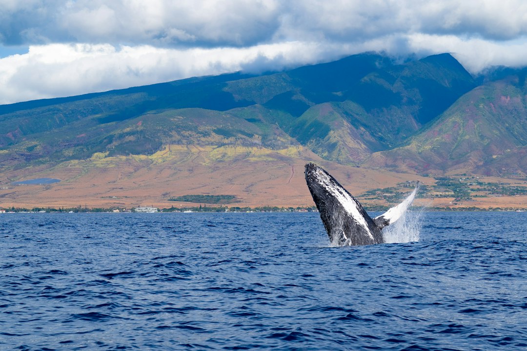 Humpback whale breaching off the coast of West Maui