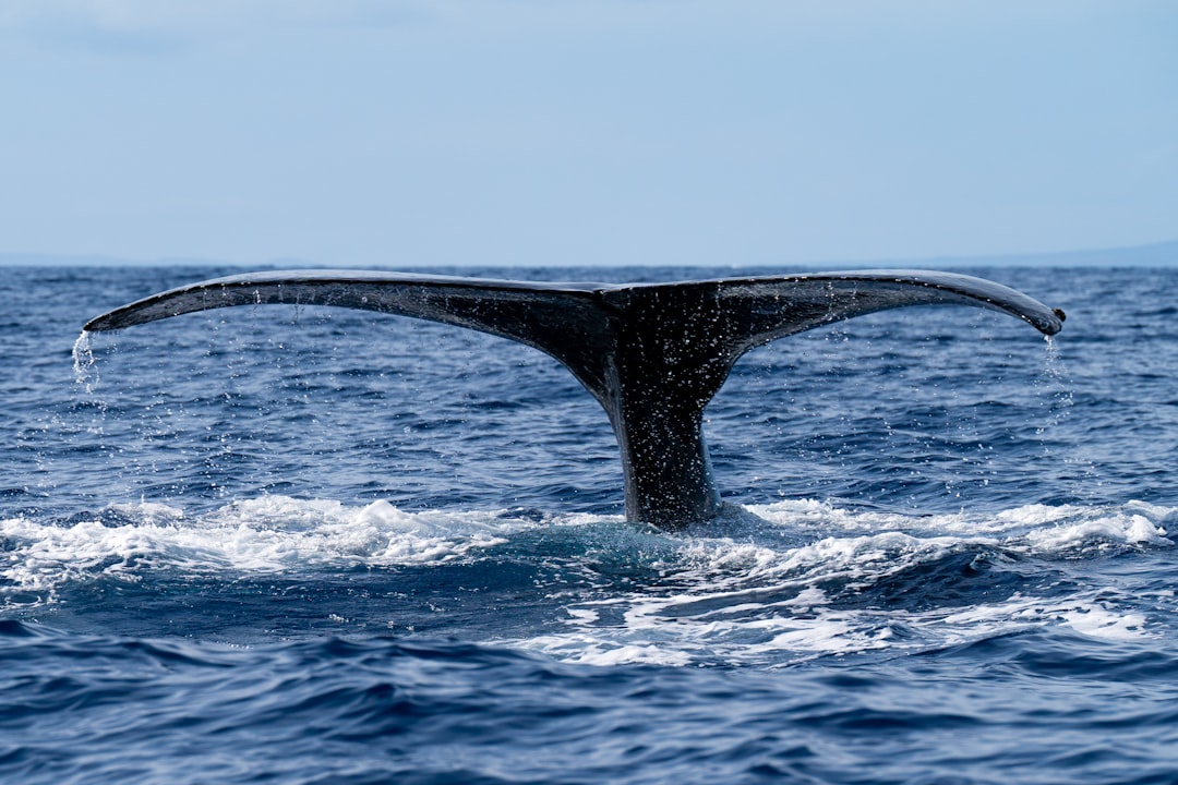 Humpback whale fluke above the ocean off Western Maui
