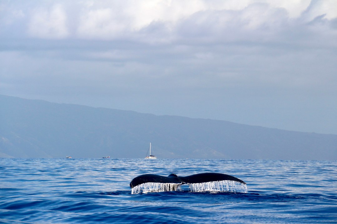 Humpback whale flukes disappearing beneath the ocean off Maui