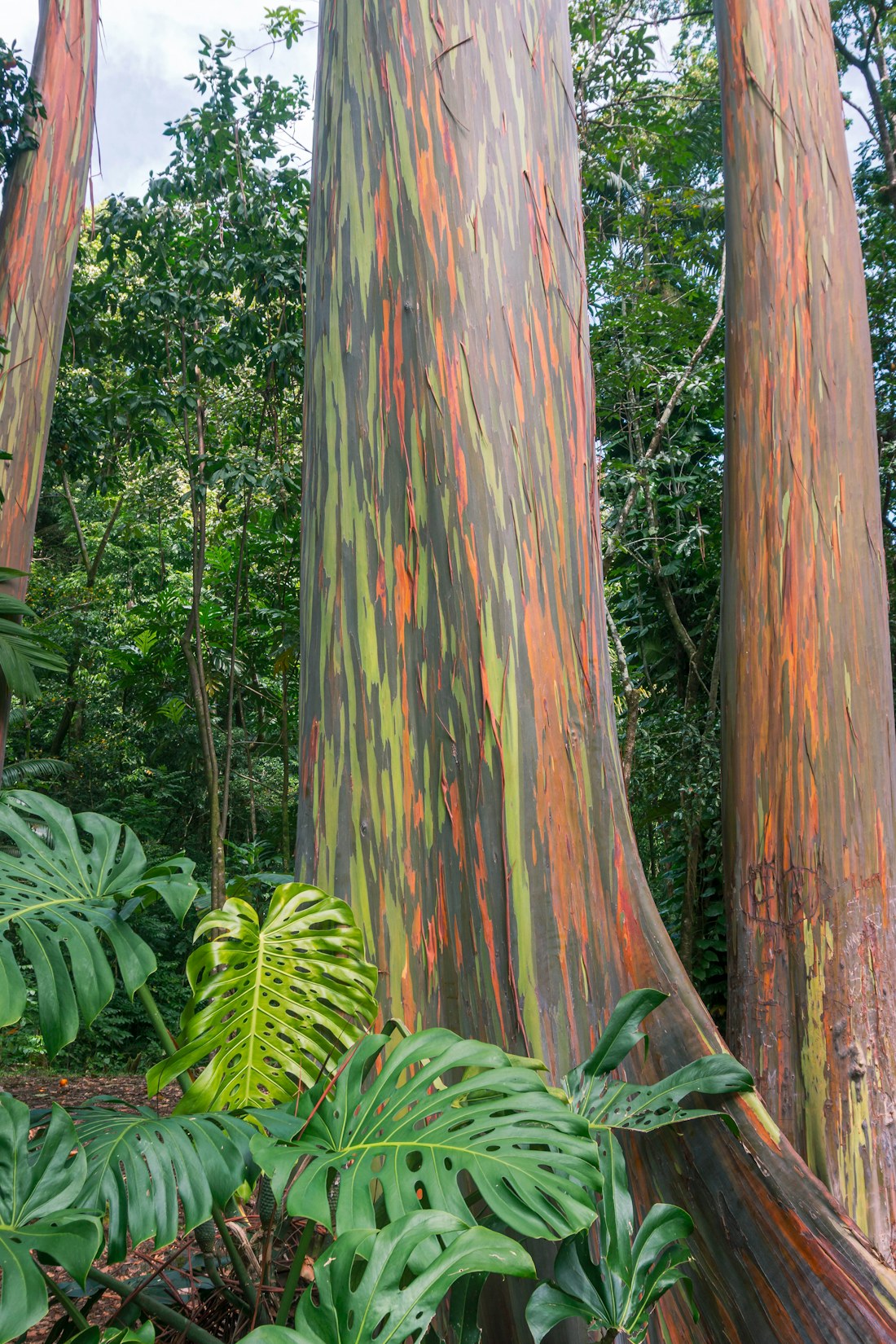 Multicolored bark on eucalyptus trees at Keʻanae Arboretum along the Road to Hana