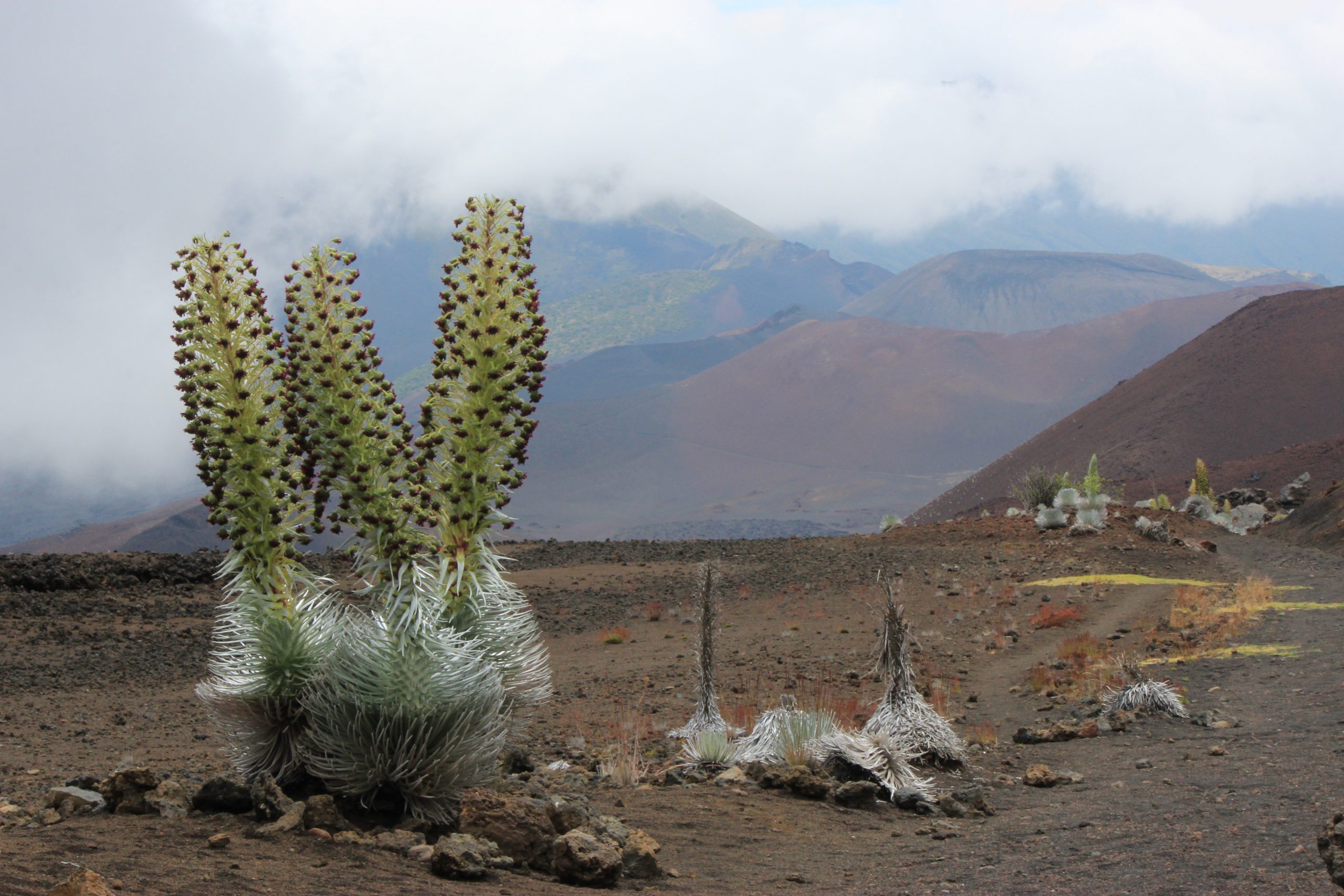 Blooming silverswords along Sliding Sands Trail in Haleakalā National Park